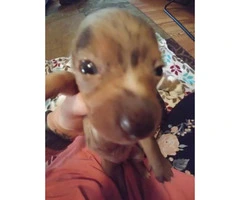 Four adorable & healthy Chiweenie pups - 3