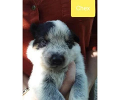 4 Beautiful Blue Heeler pups for adoption - 4