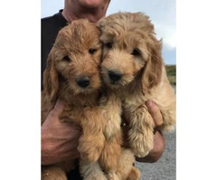F1 Goldendoodle Pups for sale - 1