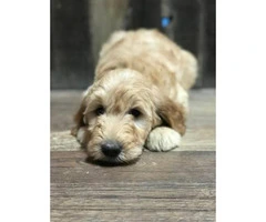 F1 Goldendoodle Pups for sale - 2