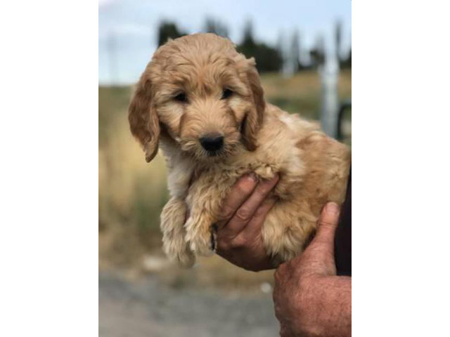  F1 Goldendoodle Pups for sale Eagle - Puppies for Sale Near Me