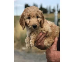 F1 Goldendoodle Pups for sale - 3