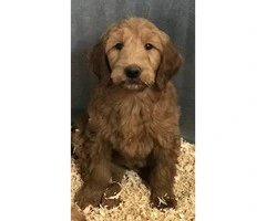 F1 Goldendoodle Pups for sale - 4