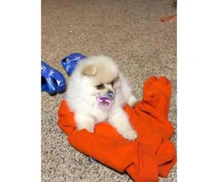 2 Pomeranian male puppies for sale