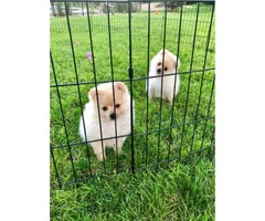 2 Pomeranian male puppies for sale - 2
