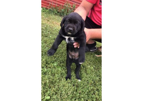 8 weeks old Labany Puppies for sale