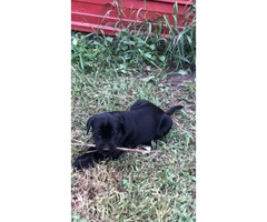 8 weeks old Labany Puppies for sale