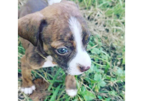 3 Boston Terrier X Chihuahua Puppies
