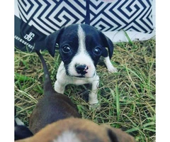 3 Boston Terrier X Chihuahua Puppies - 2