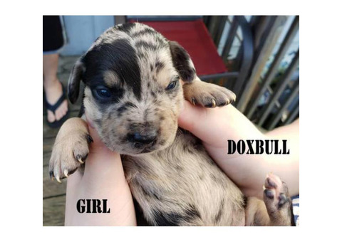 Dox-Bull Puppies for Sale Dachshund x Pitbull Rare