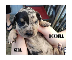 Dox-Bull Puppy for sale by owner 
