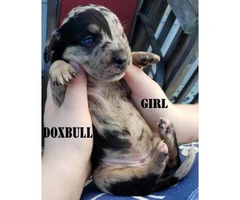 Dox-Bull Puppies for Sale Dachshund x Pitbull Rare