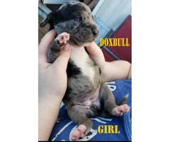 Dox-Bull Puppies for Sale Dachshund x Pitbull Rare
