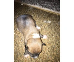 Male & Female Chiweenie puppies - 1