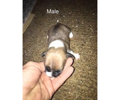 Male & Female Chiweenie puppies - 2