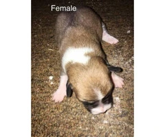 Male & Female Chiweenie puppies - 3