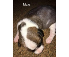 Male & Female Chiweenie puppies - 4