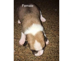 Male & Female Chiweenie puppies - 5