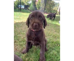 Griffon and Lab Puppies