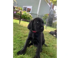 Griffon and Lab Puppies - 5