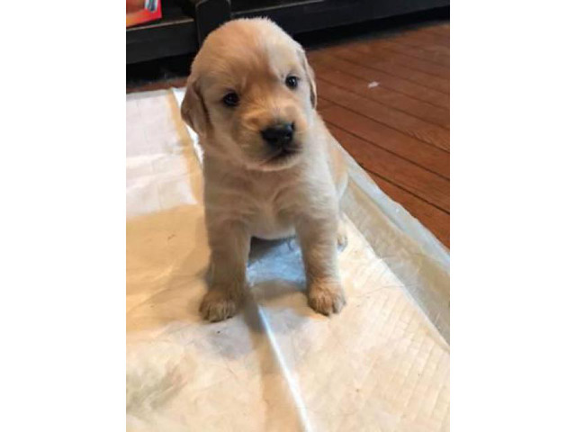 Golden retriever female puppy for sale in Lancaster ...