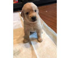 Golden retriever female puppy for sale in Lancaster ...