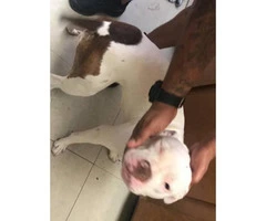 5 months old hhite pit bull puppy - 3