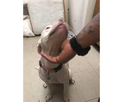 5 months old hhite pit bull puppy - 5