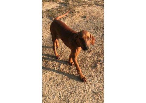 9 months old Hound Puppy
