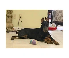 6 months old AKC Doberman puppy for sale