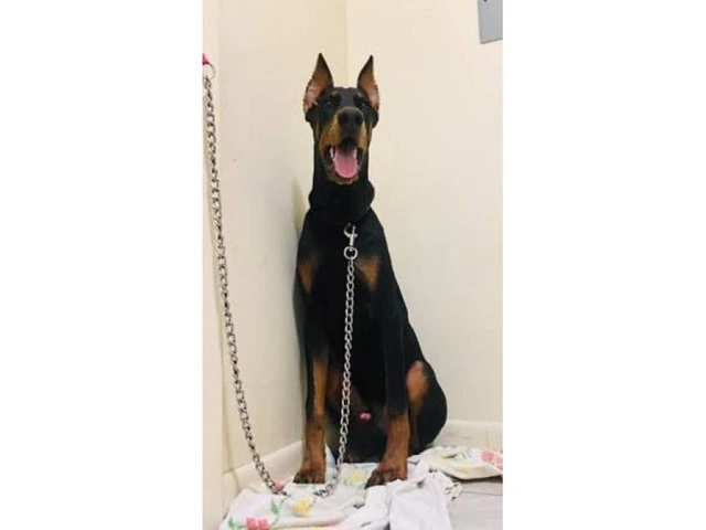 6 months old AKC Doberman puppy for sale - 2/4