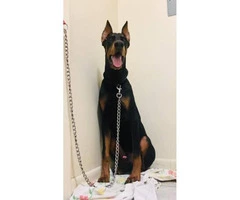6 months old AKC Doberman puppy for sale - 2