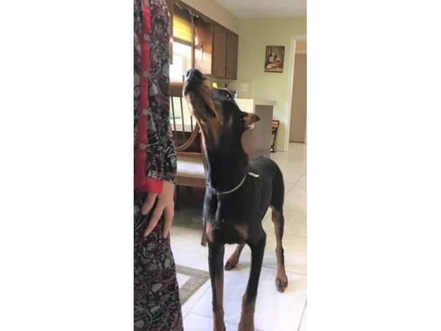 6 months old AKC Doberman puppy for sale - 3/4