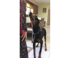 6 months old AKC Doberman puppy for sale - 3
