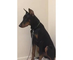 6 months old AKC Doberman puppy for sale - 4