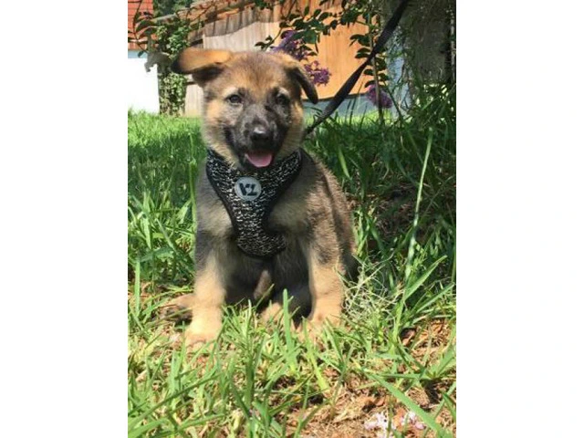 2 German Shepherd Puppies