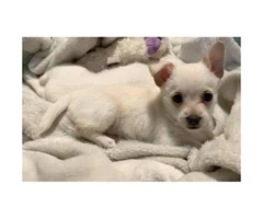 7 weeks old white chihuahua puppies