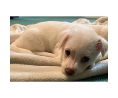 7 weeks old white chihuahua puppies - 2