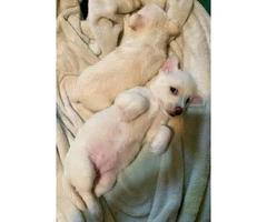 7 weeks old white chihuahua puppies - 3