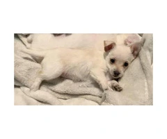 7 weeks old white chihuahua puppies - 4
