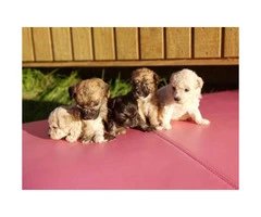 Toy Poodle breed Puppies