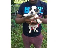 5 Pit bull puppies for sale