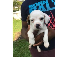 5 Pit bull puppies for sale - 2