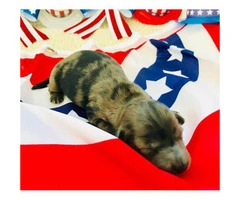 4 mini doxie puppies looking for forever homes - 3