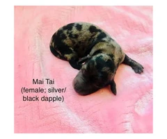 4 mini doxie puppies looking for forever homes - 7