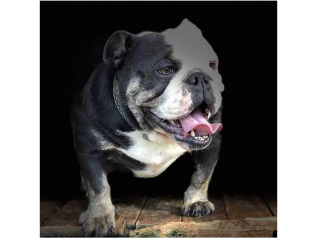 Quality pedigree Akc English bulldogs in Honolulu, Hawaii - Puppies for