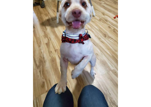 Lhasa apso and lab mix puppy for sale