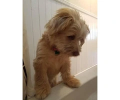 Lhasa apso and lab mix puppy for sale - 3