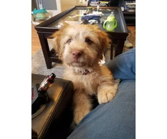 Lhasa apso and lab mix puppy for sale - 4
