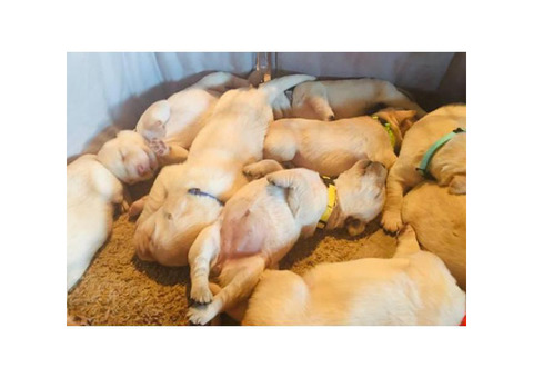 Yellow labrador retriever puppies